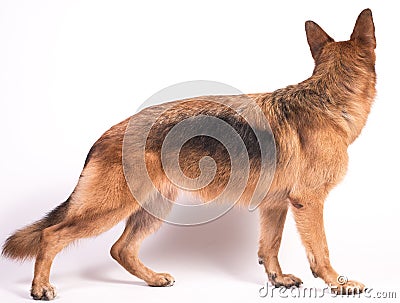 Portrait of a beautiful German Shepherd Stock Photo