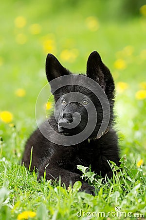 Portrait of a beautiful German shepherd puppy of black colour. l Stock Photo