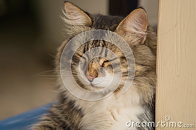 Portrait of a beautiful gray-white striped cat lying lazily with his eyes closed Stock Photo