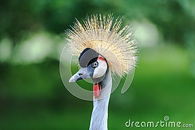 A portrait of a beautiful Grey Crowned Crane Stock Photo