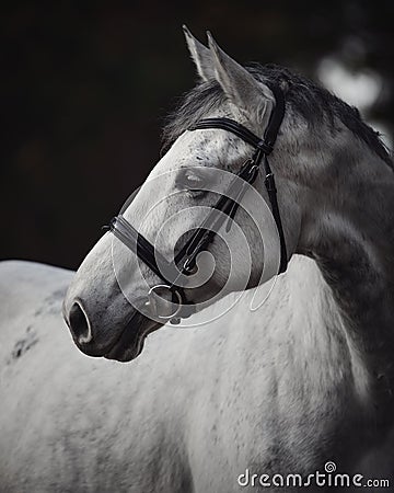 Beautiful grey mare horse in bridle in forest Stock Photo