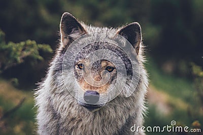 Portrait of a beautiful grey wolf/canis lupus outdoors in the wilderness Stock Photo