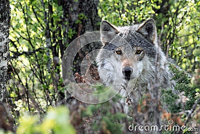 Portrait of a beautiful grey wolf/canis lupus outdoors in the wilderness Stock Photo