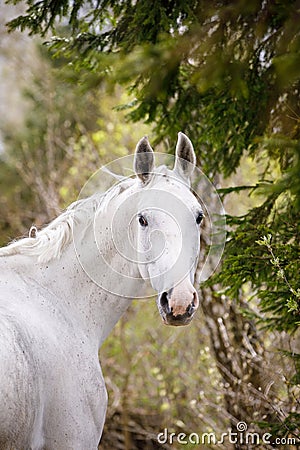 Beautiful holstein grey stallion horse on green forest background Stock Photo
