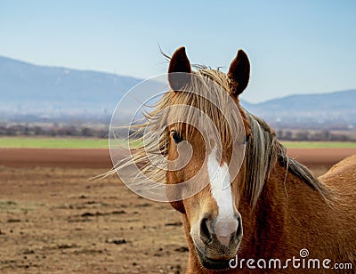 Portrait of a beautiful horse with smart eyes, the brilliant horse mane splashing on the air Stock Photo