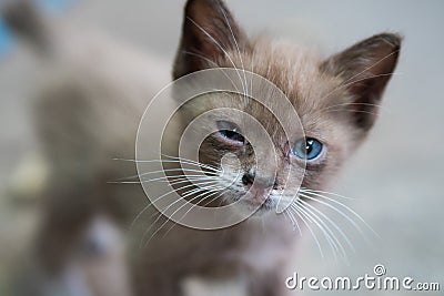 Portrait of beautiful kitty with blue eyes Stock Photo