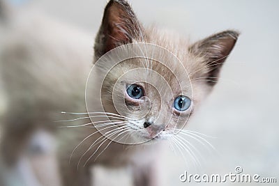 Portrait of beautiful kitty with blue eyes Stock Photo