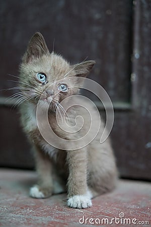 Portrait of beautiful kitty with blue eyes Stock Photo