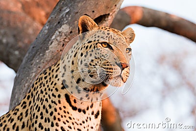 Portrait of adult leopard sitting in tree in warm golden afternoon light in Kruger Park South Africa Stock Photo