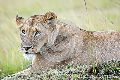 Portrait of a beautiful lioness resting in the African savannah Stock Photo