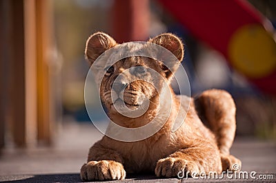 Portrait of beautiful little lion cub in zoo Stock Photo