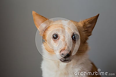 Portrait of a beautiful little smart dog Stock Photo