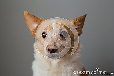 Portrait of a beautiful little smart dog Stock Photo