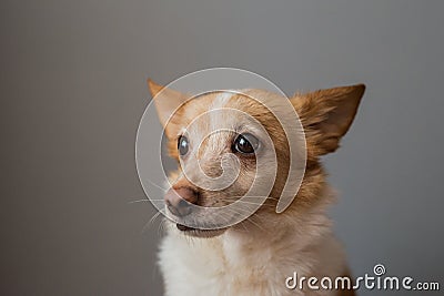 Portrait of a beautiful little smart dog Stock Photo