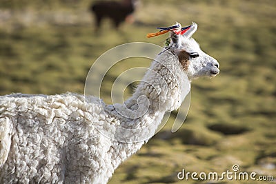 Portrait of beautiful Llama, Bolivia Stock Photo