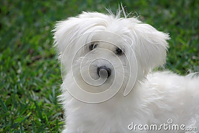 A beautiful male Bichon Maltese with white hair Stock Photo