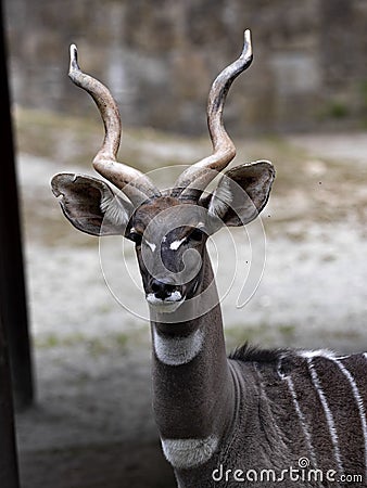 Portrait of a beautiful male Lesser kudu, Tragelaphus imberbis, with distinctive white spots Stock Photo