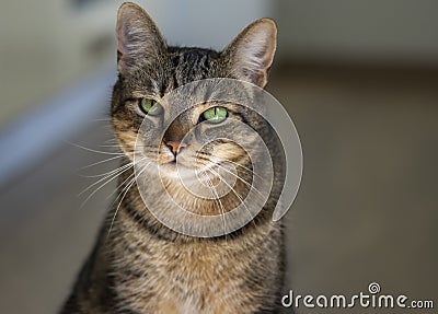 Portrait of beautiful marble cat looking into the camera, serious expression, face with amazing lime green eyes, eye contact Stock Photo