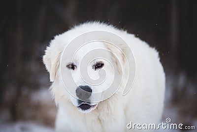Portrait of beautiful maremmano abruzzese sheepdog. Close-up image of big white fluffy dog is on the snow in the forest Stock Photo
