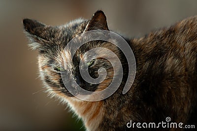Portrait of a multi-colored, adult, feral Jerusalem street cat Stock Photo