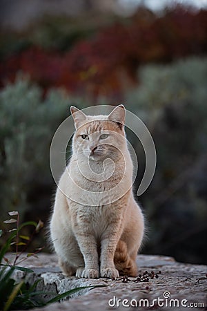 Portrait of a feral Jerusalem street cat Stock Photo