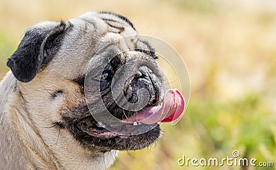 Portrait of beautiful pug puppy dog half- face with tonghe sticked out on nature background Stock Photo