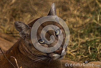 Portrait of Beautiful Puma. Cougar, mountain lion, puma, panther, striking pose, scene in the woods, wildlife America Stock Photo