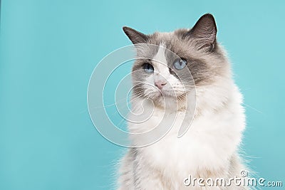 Portrait of a beautiful ragdoll cat with blue eyes looking away on a blue background Stock Photo