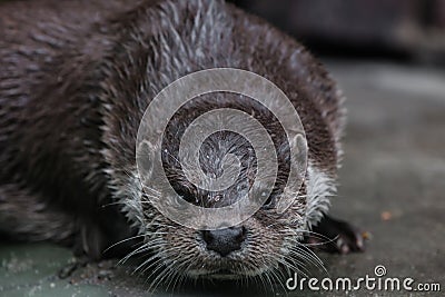 Portrait of a beautiful river otter muzzle close-up full face look at you, ready for anything Stock Photo