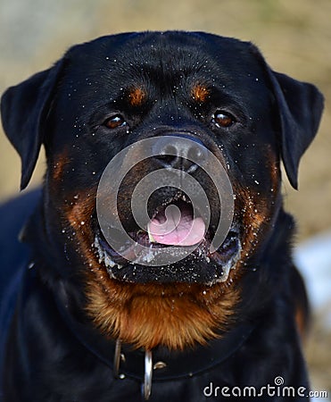 Portrait of a beautiful Rottweiler Stock Photo