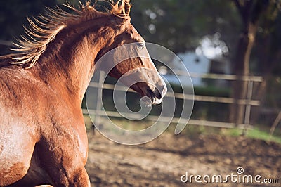 Portrait of beautiful running chestnut Marwari mare in paddock. India. close up Stock Photo