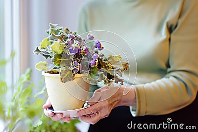 Portrait of beautiful senior woman with curly gray hair. Elderly is standing by the window and taking care of home flowers Stock Photo