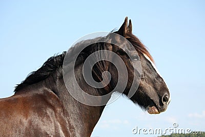 Portrait of beautiful shire horse on sky background Stock Photo