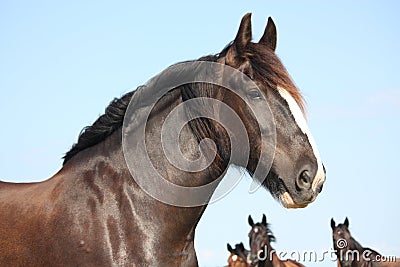 Portrait of beautiful shire horse on sky background Stock Photo