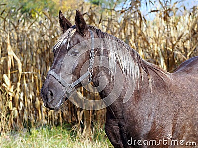 Portrait of the beautiful silvery-black mare Stock Photo