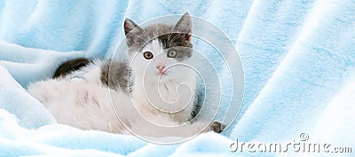 Portrait of beautiful spotted white kitten relax on soft blue color plaid background. Home pet lying. Happy domestic animal mammal Stock Photo