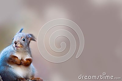Squirrel carefully looking at something. The beautiful squirrel up close and autumn gray shade in the background. Stock Photo