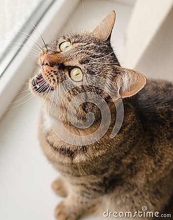 Portrait of a beautiful striped cat on the windowsill. The cat looks through the window at nature and meows Stock Photo