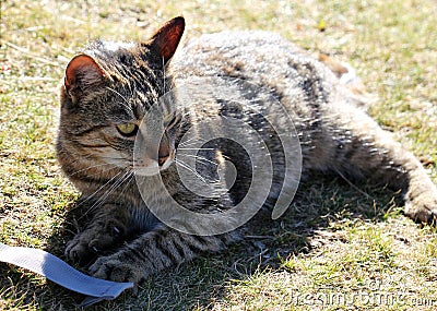 Portrait of a beautiful stripped cat Stock Photo