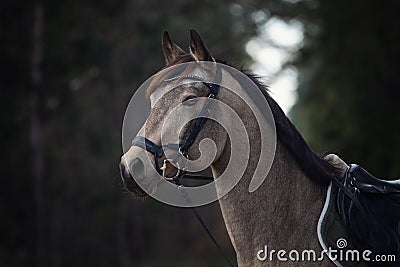 Beautiful stunning show jumping gelding horse with bridle and browband with beads in forest Stock Photo