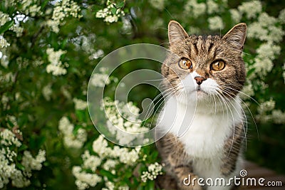 Cute tabby white cat in nature portrait Stock Photo