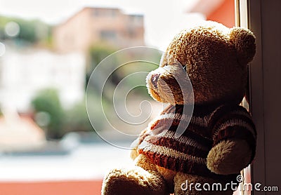 Portrait of a beautiful teddy bear. Stock Photo