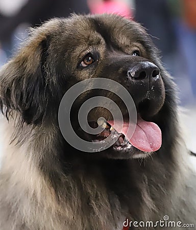 Portrait of a beautiful thoroughbred dog Stock Photo