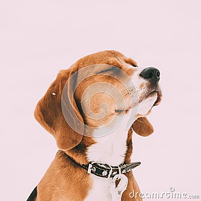 Portrait Of Beautiful Tricolor Puppy Of English Beagle Playing In Snow At Winter Day Stock Photo