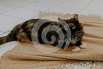 Portrait of a beautiful tricolor purebred cat. Stock Photo