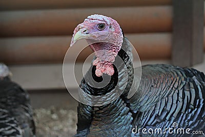 Portrait of a beautiful turkey. Turkey head Stock Photo