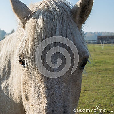 Portrait of a beautiful white horse. Stock Photo