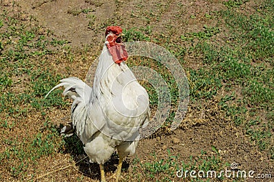 Portrait of beautiful white rooster with a red crest on head crowing in the courtyard of a village house on a sunny day. Close-up Stock Photo