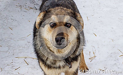 Portrait of a beautiful yard dog on a leash in the yard. A village faithful, devoted dog looks into the eyes. Black-brown dog with Stock Photo