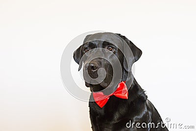 Portrait of a beautiful young black labrador wearing a red bowtie. He is looking at the camera. White background Stock Photo